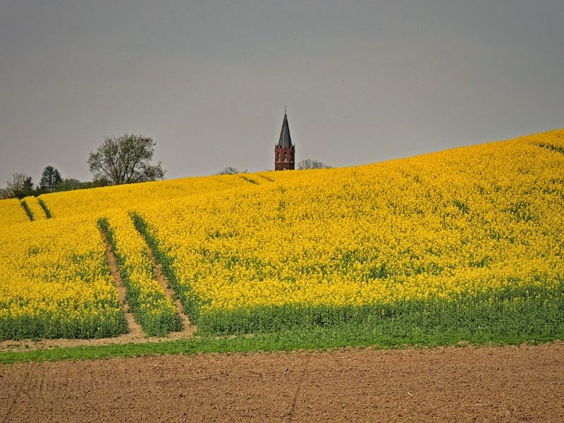 Blühender Raps mit dem Kirchturm von Altkünkendorf